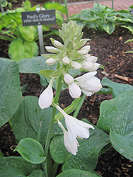 Elegans Hosta (Hosta sieboldiana 'Elegans') at Wolf's Blooms & Berries