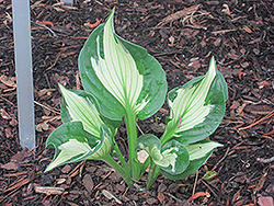 Whirlwind Hosta (Hosta 'Whirlwind') at Wolf's Blooms & Berries