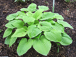 August Moon Hosta (Hosta 'August Moon') at Wolf's Blooms & Berries