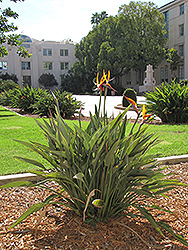 Orange Bird Of Paradise (Strelitzia reginae) at Wolf's Blooms & Berries