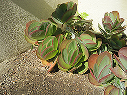 Flapjacks Kalanchoe (Kalanchoe thyrsiflora 'Flapjacks') at Wolf's Blooms & Berries