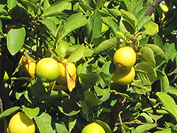 Persian Lime (Citrus x latifolia) at Wolf's Blooms & Berries