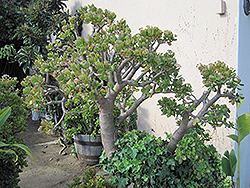 Jade Plant (Crassula ovata) at Wolf's Blooms & Berries