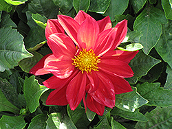 Dahlietta Anna Dahlia (Dahlia 'Dahlietta Anna') at Wolf's Blooms & Berries