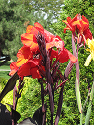 Cleopatra Red Canna (Canna 'Cleopatra Red') at Wolf's Blooms & Berries