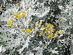 Silver Dust Dusty Miller (Senecio cineraria 'Silver Dust') at Wolf's Blooms & Berries
