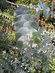 Baby Blue Silver-leaved Mountain Gum (Eucalyptus pulverulenta 'Baby Blue') at Wolf's Blooms & Berries