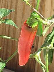 Serrano Hot Pepper (Capsicum annuum 'Serrano') at Wolf's Blooms & Berries