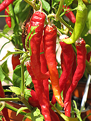 Long Red Slim Hot Pepper (Capsicum annuum 'Long Red Slim') at Wolf's Blooms & Berries