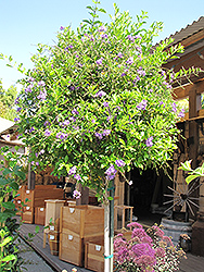 Sapphire Showers Duranta (Duranta erecta 'Sapphire Showers') at Wolf's Blooms & Berries