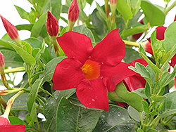 Madinia Deep Red Mandevilla (Mandevilla 'Madinia Deep Red') at Wolf's Blooms & Berries