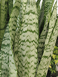 Ceylon Bowstring Hemp (Sansevieria zeylanica) at Wolf's Blooms & Berries