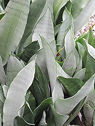 Moonshine Silver Snake Plant (Sansevieria trifasciata 'Moonshine') at Wolf's Blooms & Berries