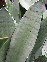 Moonshine Silver Snake Plant (Sansevieria trifasciata 'Moonshine') at Wolf's Blooms & Berries