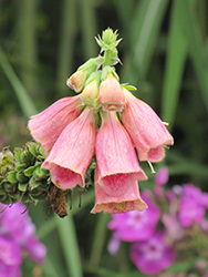 Strawberry Foxglove (Digitalis x mertonensis) at Wolf's Blooms & Berries