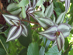 Red-Silver Wandering Jew (Tradescantia 'Red-Silver') at Wolf's Blooms & Berries