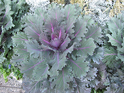 Nagoya Purple Kale (Brassica oleracea var. acephala 'Nagoya Purple') at Wolf's Blooms & Berries