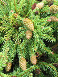 Pusch Spruce (Picea abies 'Pusch') at Wolf's Blooms & Berries