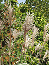 Variegated Silver Grass (Miscanthus sinensis 'Variegatus') at Wolf's Blooms & Berries