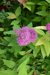 Double Play Candy Corn Spirea (Spiraea japonica 'NCSX1') at Wolf's Blooms & Berries