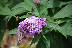 Pugster Amethyst Butterfly Bush (Buddleia 'SMNBDL') at Wolf's Blooms & Berries