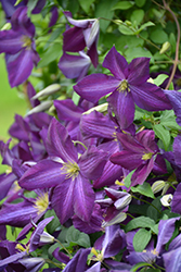 Happy Jack Purple Clematis (Clematis 'Zojapur') at Wolf's Blooms & Berries