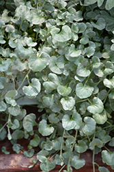 Silver Falls Dichondra (Dichondra argentea 'Silver Falls') at Wolf's Blooms & Berries