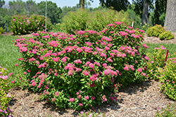 Double Play Red Spirea (Spiraea japonica 'SMNSJMFR') at Wolf's Blooms & Berries