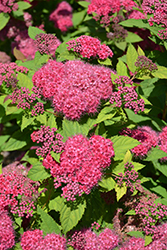 Double Play Red Spirea (Spiraea japonica 'SMNSJMFR') at Wolf's Blooms & Berries