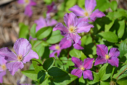 Jolly Good Clematis (Clematis 'Zojogo') at Wolf's Blooms & Berries