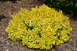 Sunjoy Mini Saffron Japanese Barberry (Berberis thunbergii 'Kasia') at Wolf's Blooms & Berries