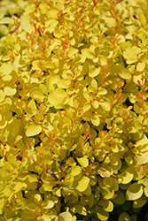 Sunjoy Mini Saffron Japanese Barberry (Berberis thunbergii 'Kasia') at Wolf's Blooms & Berries