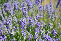 Munstead Lavender (Lavandula angustifolia 'Munstead') at Wolf's Blooms & Berries
