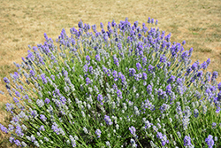 Munstead Lavender (Lavandula angustifolia 'Munstead') at Wolf's Blooms & Berries