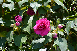 Rockapulco Purple Impatiens (Impatiens 'BALFIEPRIM') at Wolf's Blooms & Berries