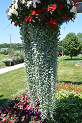 Silver Falls Dichondra (Dichondra argentea 'Silver Falls') at Wolf's Blooms & Berries