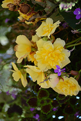 Illumination Lemon Begonia (Begonia 'Illumination Lemon') at Wolf's Blooms & Berries