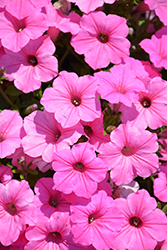 Supertunia Vista Bubblegum Petunia (Petunia 'Supertunia Vista Bubblegum') at Wolf's Blooms & Berries