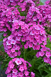 Grape Lollipop Garden Phlox (Phlox paniculata 'Ditomsur') at Wolf's Blooms & Berries