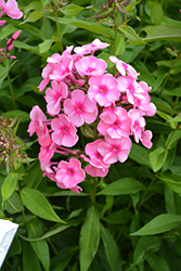 Coral Creme Drop Garden Phlox (Phlox paniculata 'Ditomdre') at Wolf's Blooms & Berries