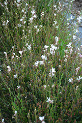 Bantam White Gaura (Gaura lindheimeri 'Bantam White') at Wolf's Blooms & Berries