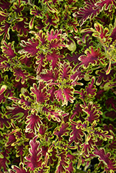 Under The Sea Electric Coral Coleus (Solenostemon scutellarioides 'Electric Coral') at Wolf's Blooms & Berries