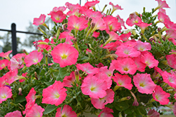 Easy Wave Rosy Dawn Petunia (Petunia 'Easy Wave Rosy Dawn') at Wolf's Blooms & Berries