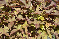 Sidekick Bronze Sweet Potato Vine (Ipomoea batatas 'Sidekick Bronze') at Wolf's Blooms & Berries