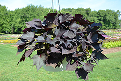Sweet Caroline Bewitched After Midnight Sweet Potato Vine (Ipomoea batatas 'NCORNSP-020BWAM') at Wolf's Blooms & Berries