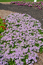 Lanai Twister Purple Verbena (Verbena 'Lanai Twister Purple') at Wolf's Blooms & Berries