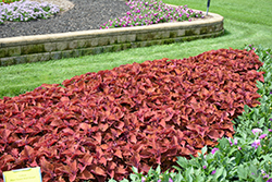 Wall Street Coleus (Solenostemon scutellarioides 'Wall Street') at Wolf's Blooms & Berries