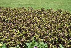 Rodeo Drive Coleus (Solenostemon scutellarioides 'Rodeo Drive') at Wolf's Blooms & Berries