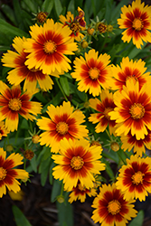UpTick Gold and Bronze Tickseed (Coreopsis 'Baluptgonz') at Wolf's Blooms & Berries