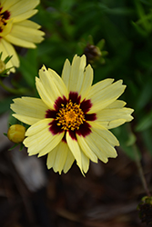 UpTick Cream and Red Tickseed (Coreopsis 'Balupteamed') at Wolf's Blooms & Berries